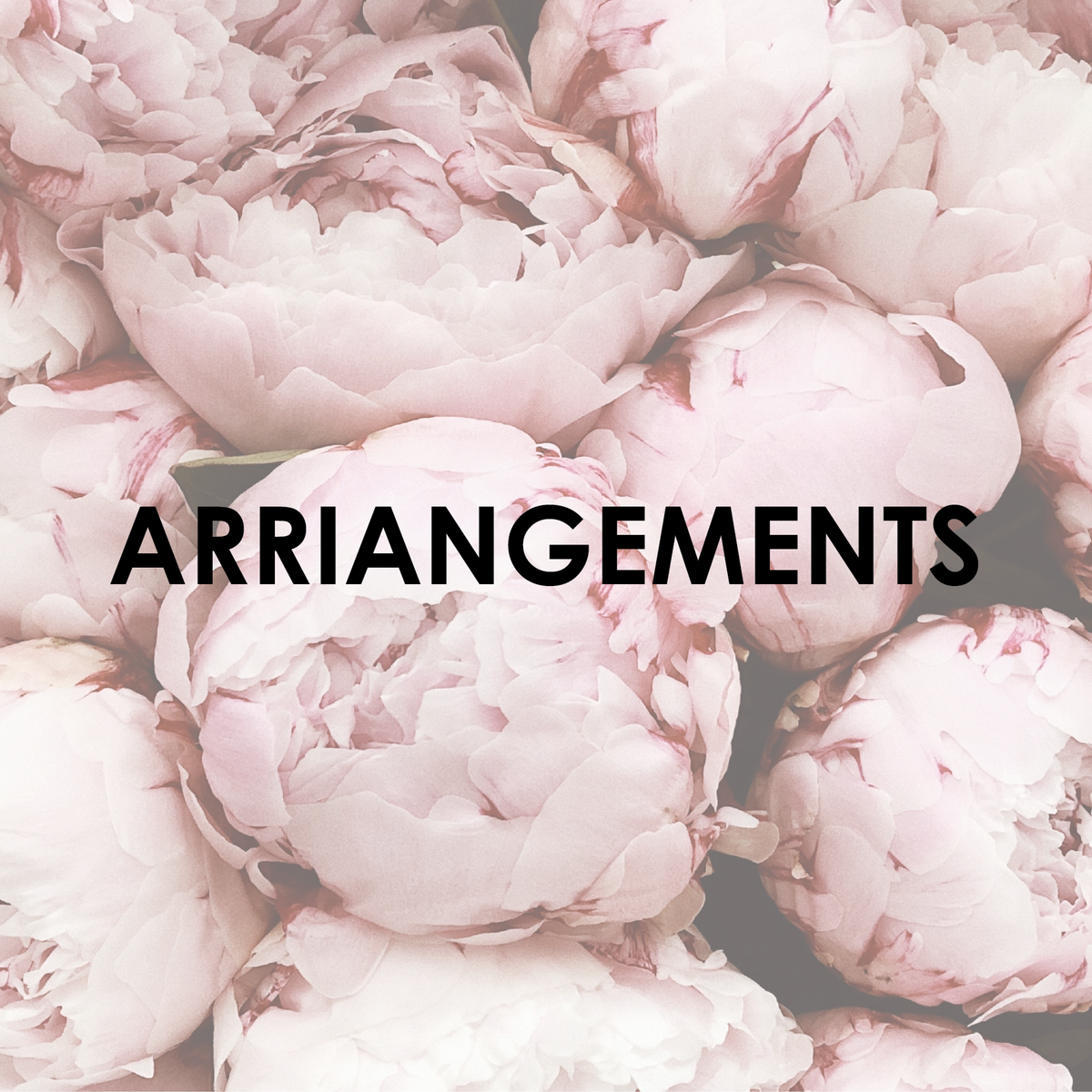 Arrangements Me Not Matamata