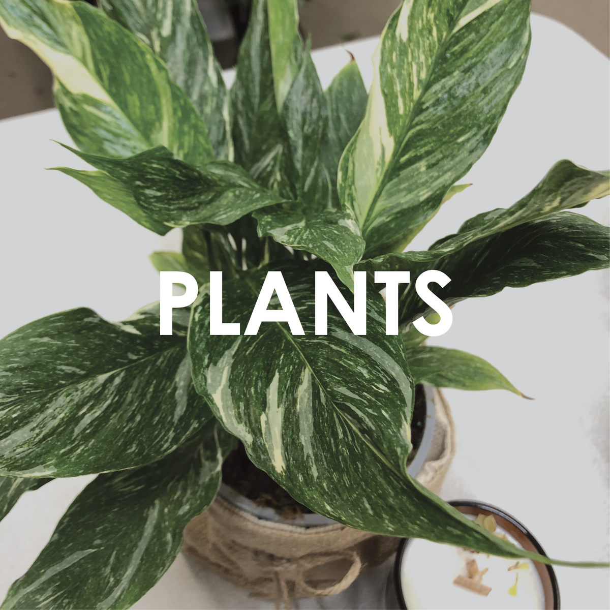 Plants Me Not Matamata