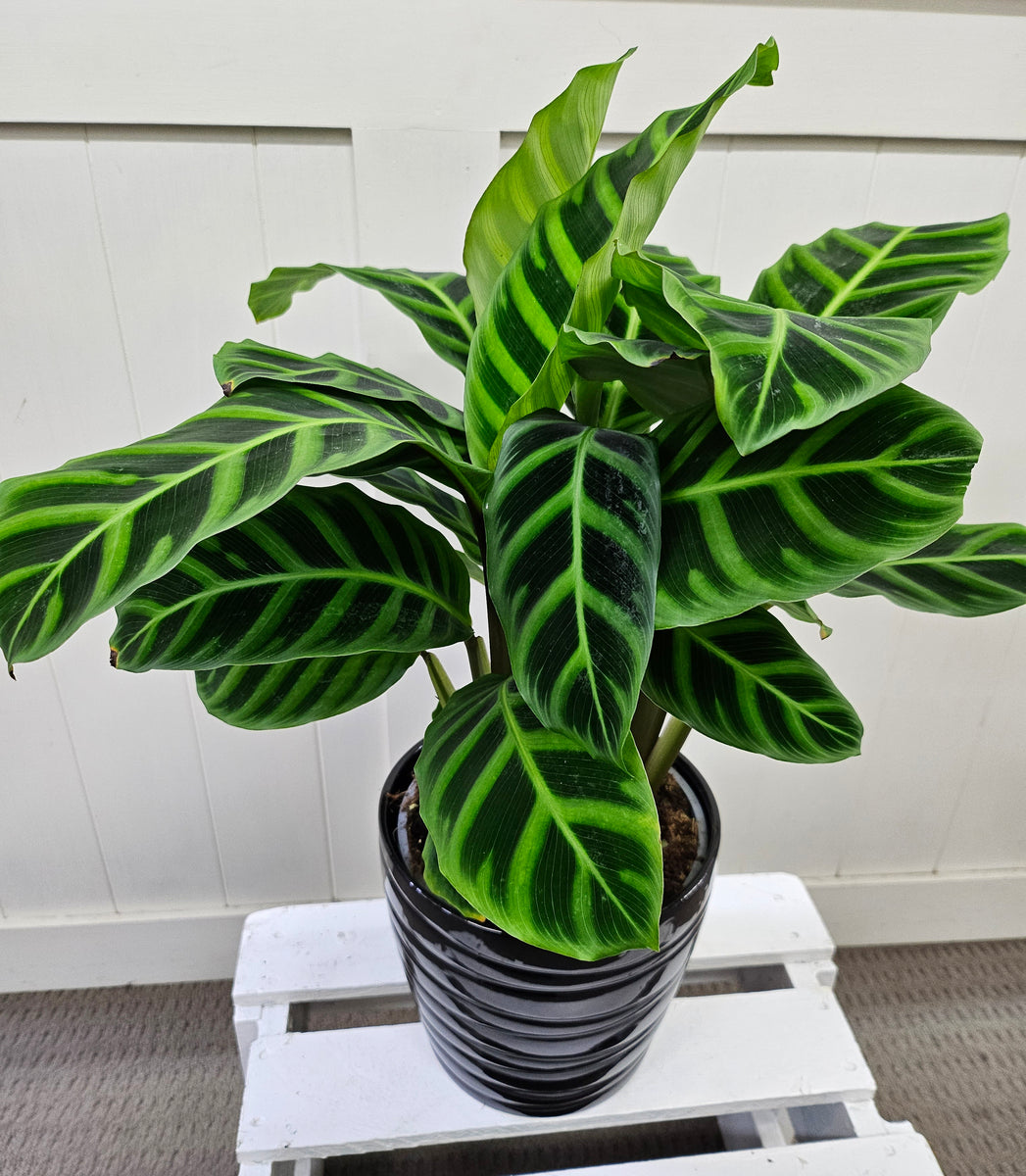 Zebra plant Me Not Matamata