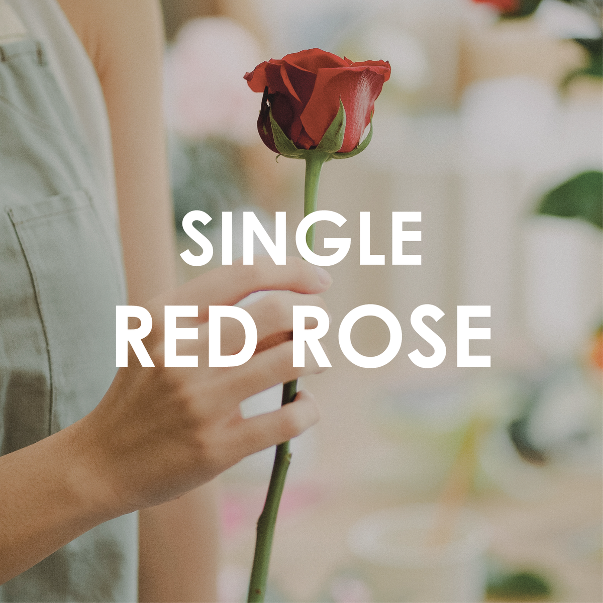 Single Red Rose Me Not Matamata