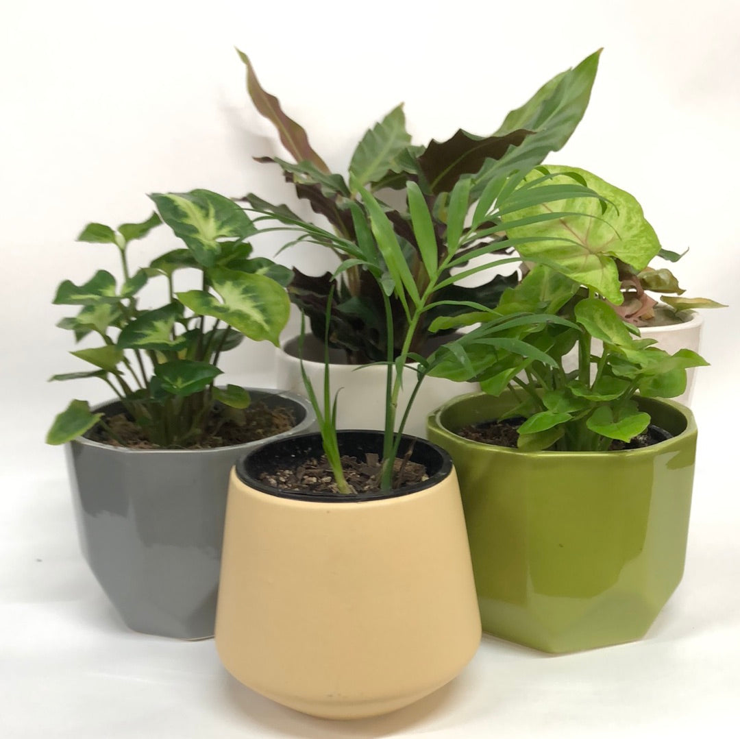 Baby  Indoor Plants in Pots