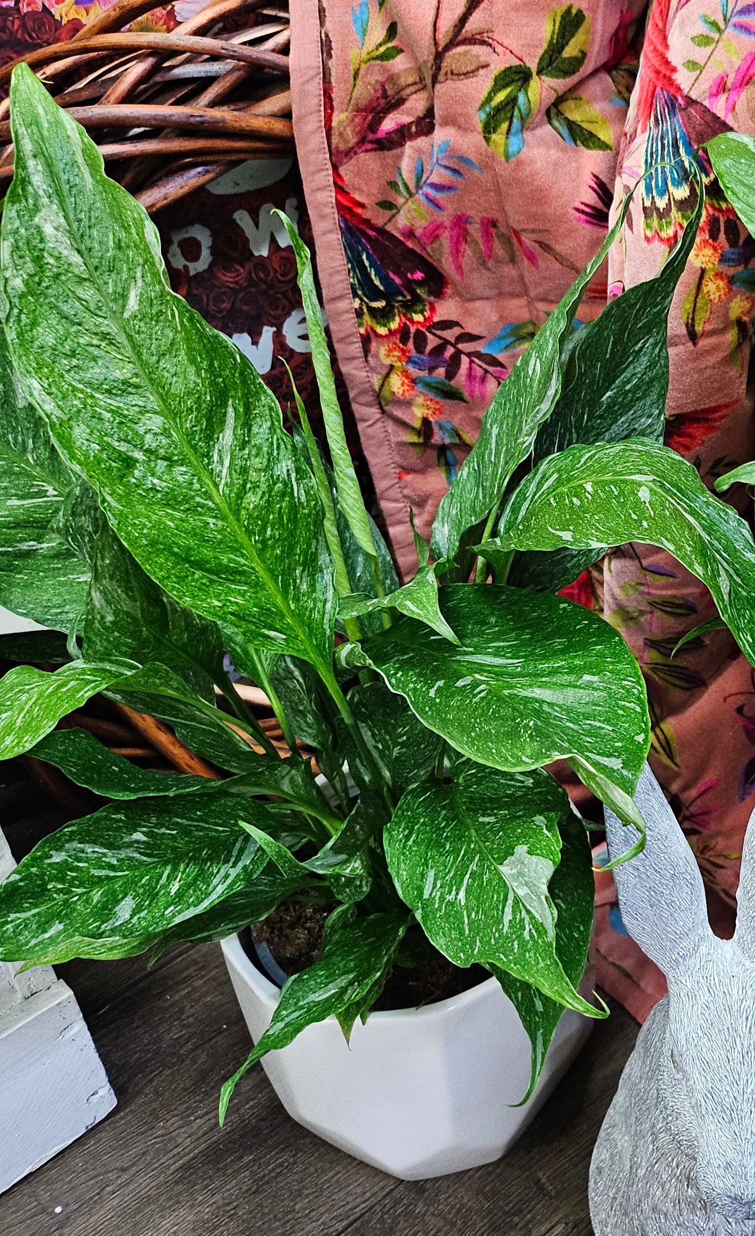 Varigated Peace Lily