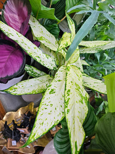 Dieffenbachia Plant