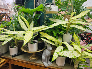 Dieffenbachia Plant