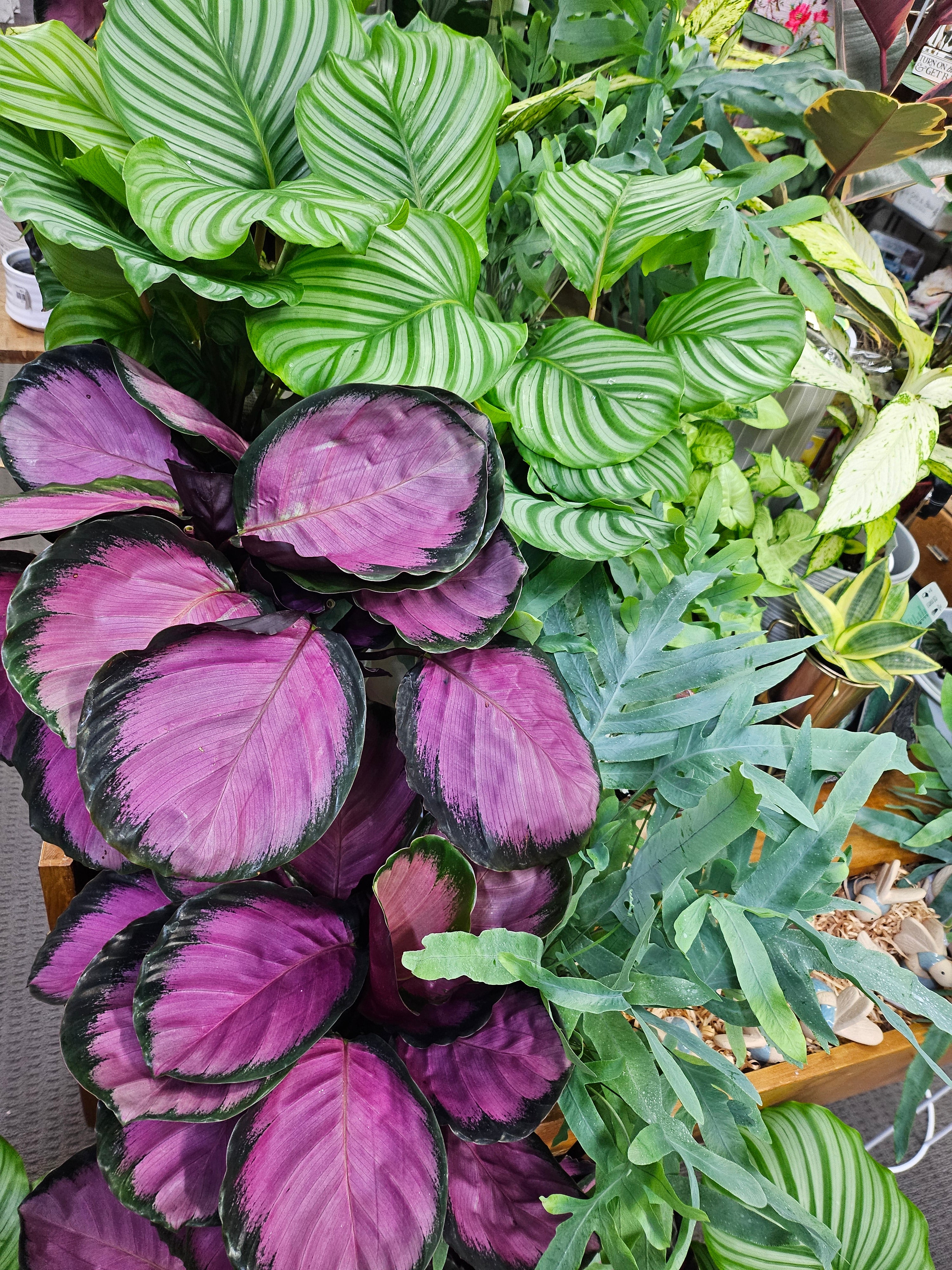 Calathea Plants