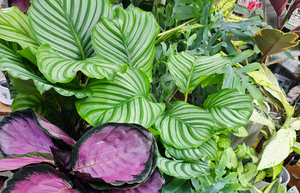 Calathea Plants