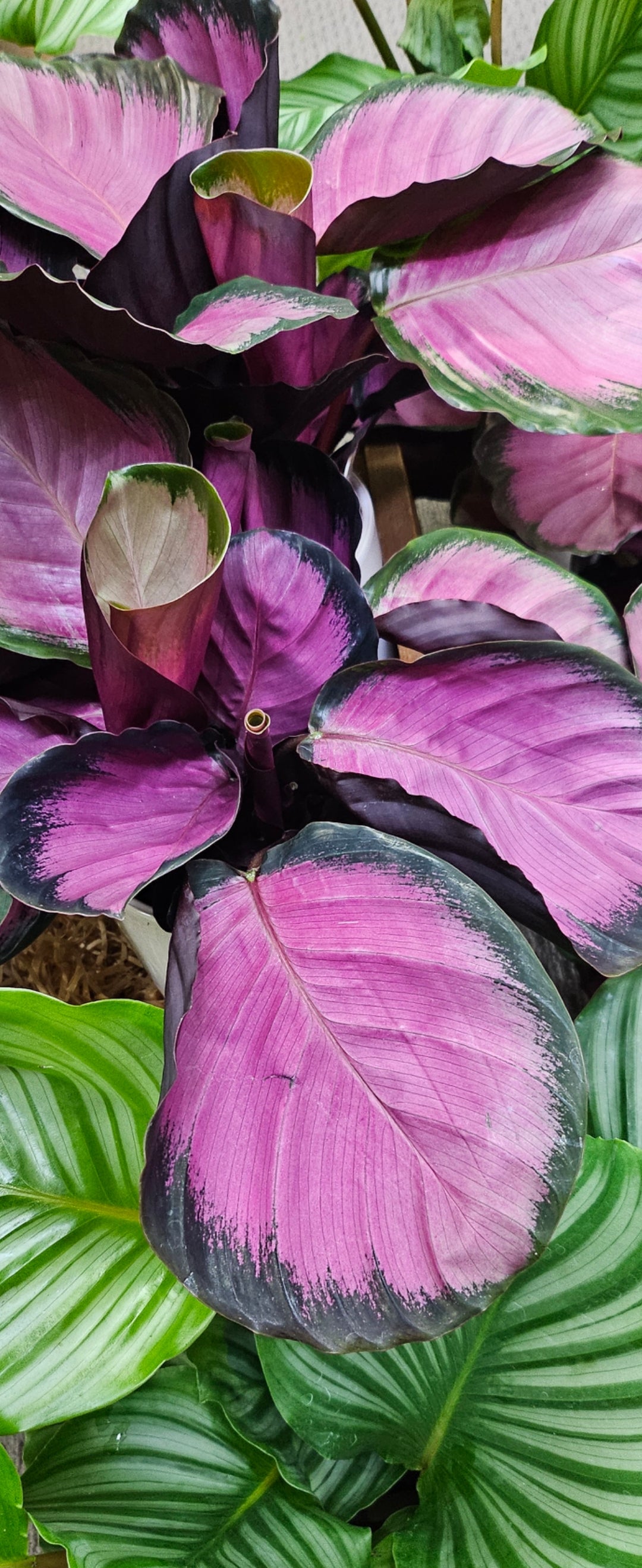 Calathea Plants