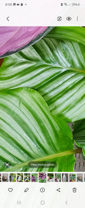 Calathea Plants