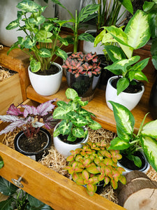 Baby  Indoor Plants in Pots