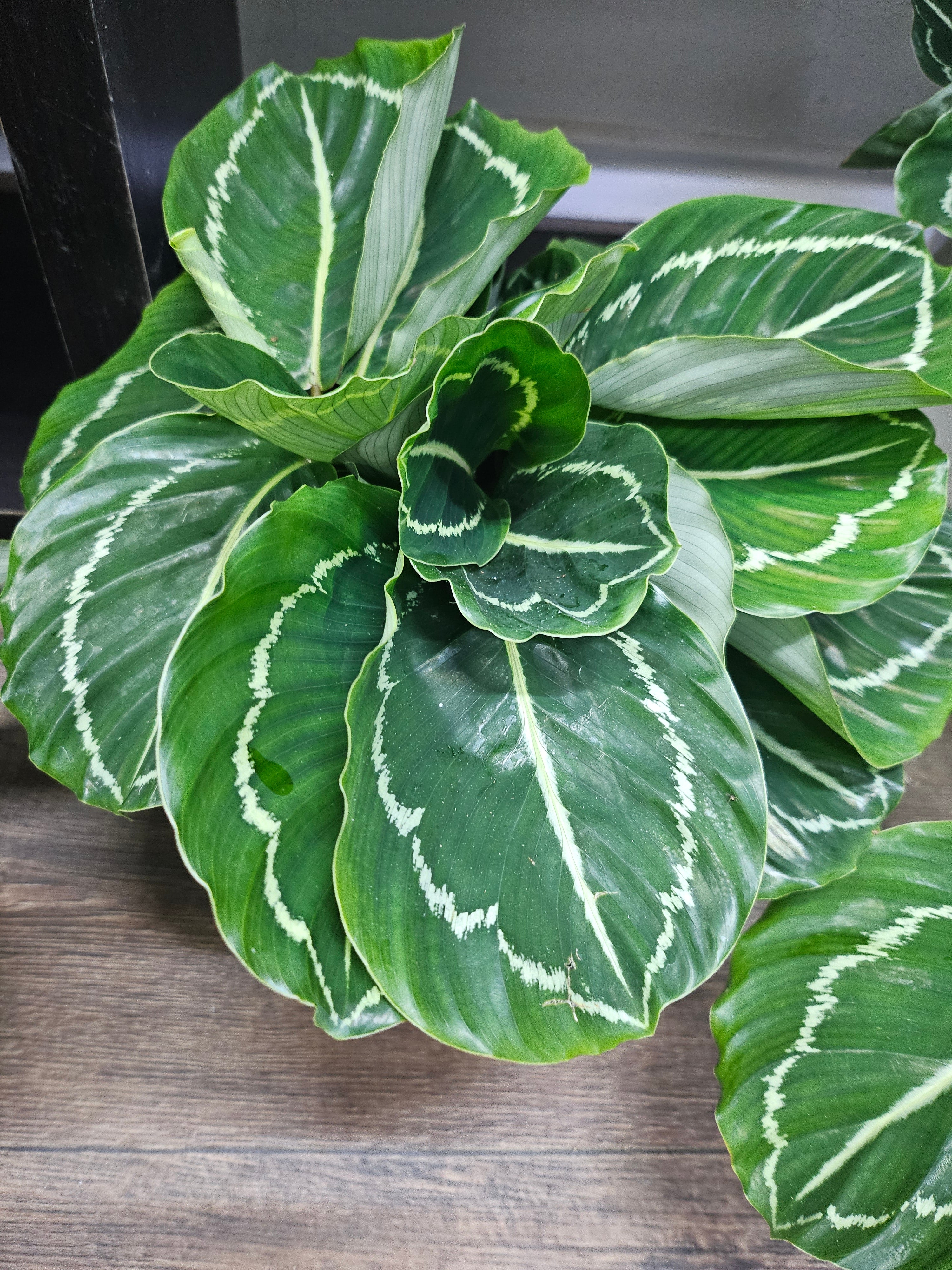 Calathea Green Goddess Plant