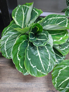 Calathea Green Goddess Plant