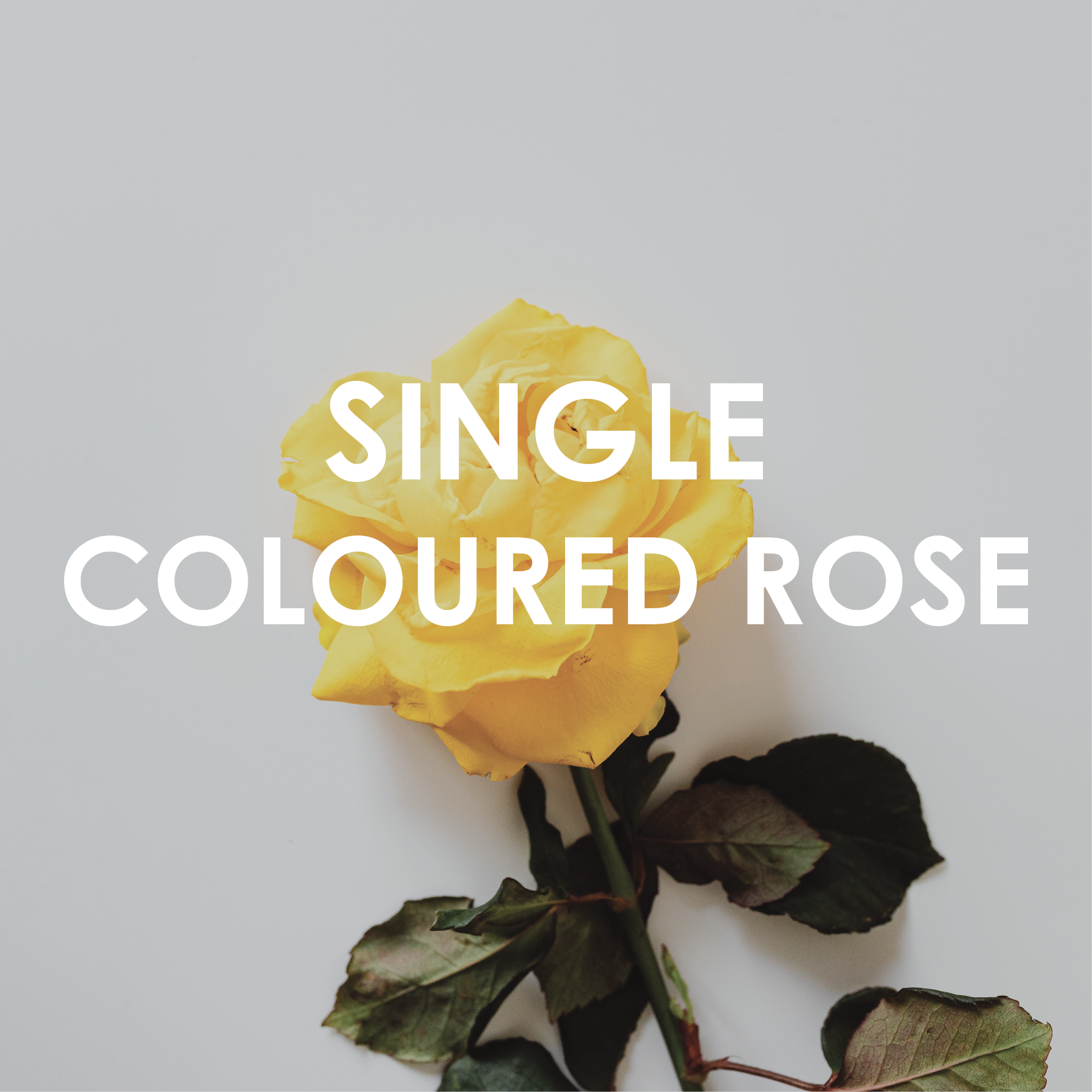 Single Coloured Rose